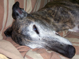 Almost Home for Hounds Greyhounds