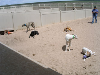 Almost Home for Hounds Facility