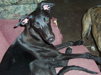 Almost Home for Hounds