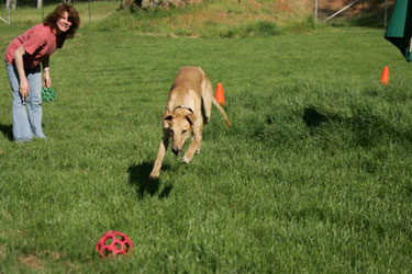 Almost Home for Hounds