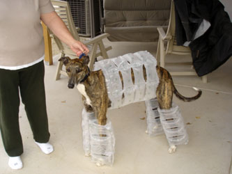 Almost Home for Hounds