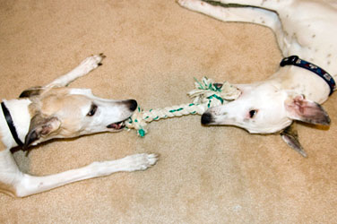 Almost Home for Hounds