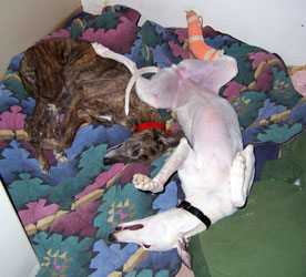 Almost Home for Hounds