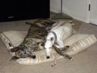 Almost Home for Hounds