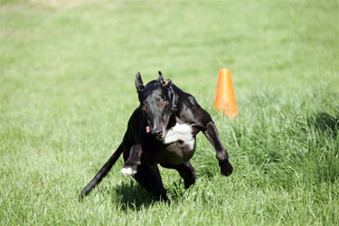 Almost Home for Hounds