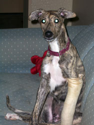 Almost Home for Hounds