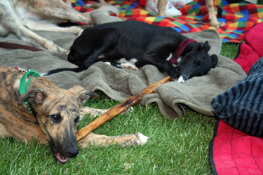 Almost Home for Hounds