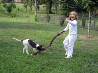 Almost Home for Hounds