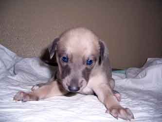 Almost Home for Hounds