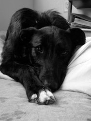 Almost Home for Hounds