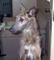 Almost Home for Hounds