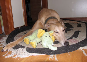 Almost Home for Hounds