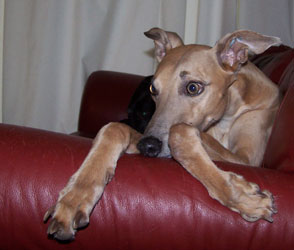 Almost Home for Hounds