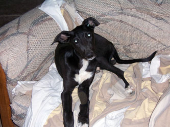 Almost Home for Hounds