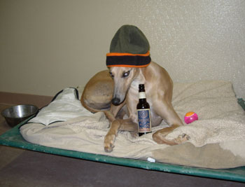 Almost Home for Hounds Greyhounds