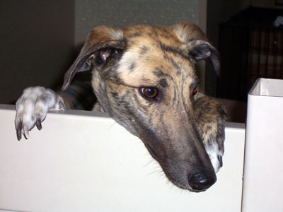 Almost Home for Hounds Greyhounds