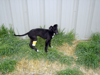 Almost Home for Hounds Greyhounds