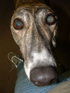 Greyhound Adoption
