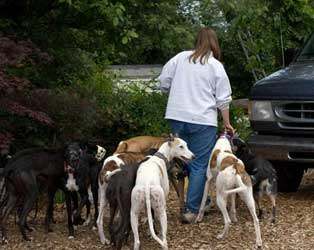 Almost Home for Hounds